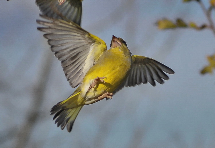 Carrellata di Verdoni - Carduelis chloris